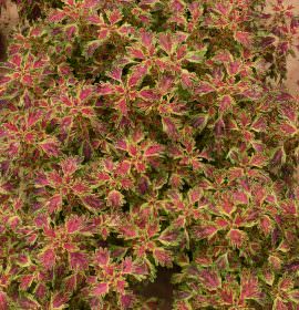 Anuruddha Flower Nursery