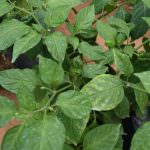 Anuruddha  Green House