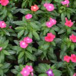 VIKASITHA FLORA