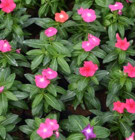 VIKASITHA FLORA