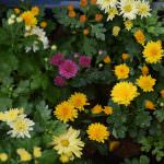 VIKASITHA FLORA