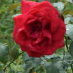 VIKASITHA FLORA
