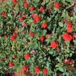 VIKASITHA FLORA