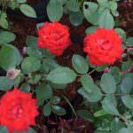 VIKASITHA FLORA
