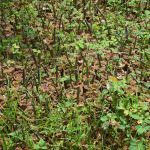 Anura plant nursery