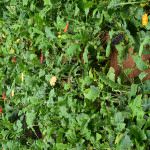 Anura plant nursery
