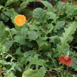 Greate hopes/ flowers (pvt) Ltd