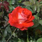 Greate hopes/ flowers (pvt) Ltd