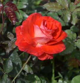 Greate hopes/ flowers (pvt) Ltd