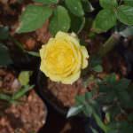 Greate hopes/ flowers (pvt) Ltd
