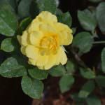 Anura plant nursery