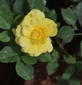 Anura plant nursery