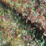 Anura plant nursery