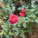 Nimesha plant nursery