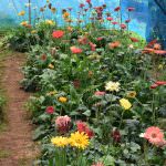Nimesha plant nursery