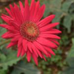 Nimesha plant nursery