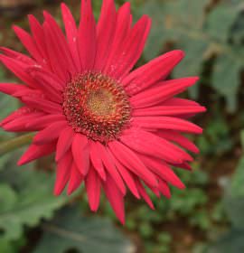 Nimesha plant nursery