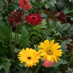 Nimesha plant nursery