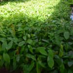 THARAKA PLANT NURSERY