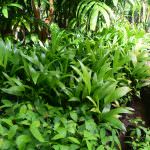 THARAKA PLANT NURSERY