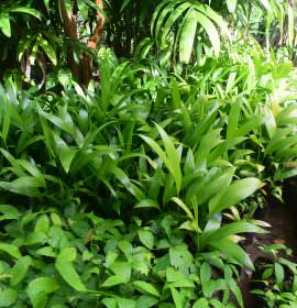 THARAKA PLANT NURSERY
