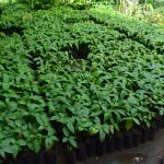 THARAKA PLANT NURSERY