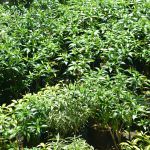 THARAKA PLANT NURSERY