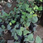 THARAKA PLANT NURSERY