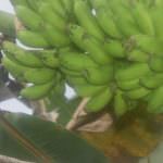 රම්‍යා කෙසෙල් වගාව