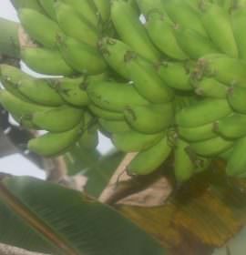 රම්‍යා කෙසෙල් වගාව