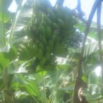 රම්‍යා කෙසෙල් වගාව