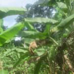 රම්‍යා කෙසෙල් වගාව