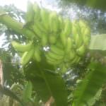 රම්‍යා කෙසෙල් වගාව
