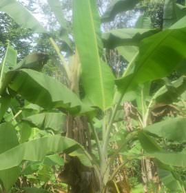 ඩිංගිරි බණ්ඩා කෙසෙල් වගාව