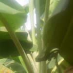 ඩිංගිරි බණ්ඩා කෙසෙල් වගාව