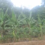 ඩිංගිරි බණ්ඩා කෙසෙල් වගාව