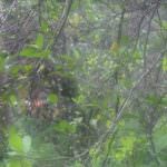 ඩිංගිරි බණ්ඩා දෙහි වගාව