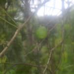 ඩිංගිරි බණ්ඩා දෙහි වගාව