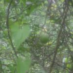 ඩිංගිරි බණ්ඩා දෙහි වගාව