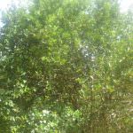 මඩුල්ල දෙහි වගාව