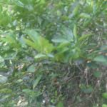 මඩුල්ල දෙහි වගාව