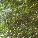 මඩුල්ල දෙහි වගාව