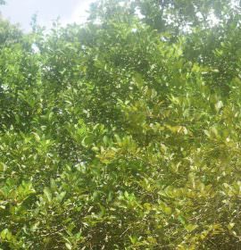 ඩිංගිරි බණ්ඩා දෙහි වගාව