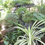 YENULI PLANT NURSERY
