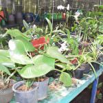 YENULI PLANT NURSERY