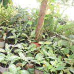 YENULI PLANT NURSERY