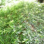 YENULI PLANT NURSERY
