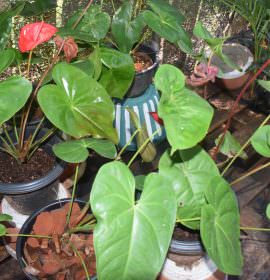 YENULI PLANT NURSERY