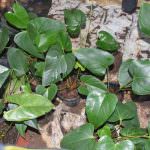 YENULI PLANT NURSERY