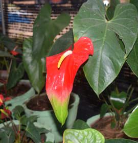 Isuru plant nursery